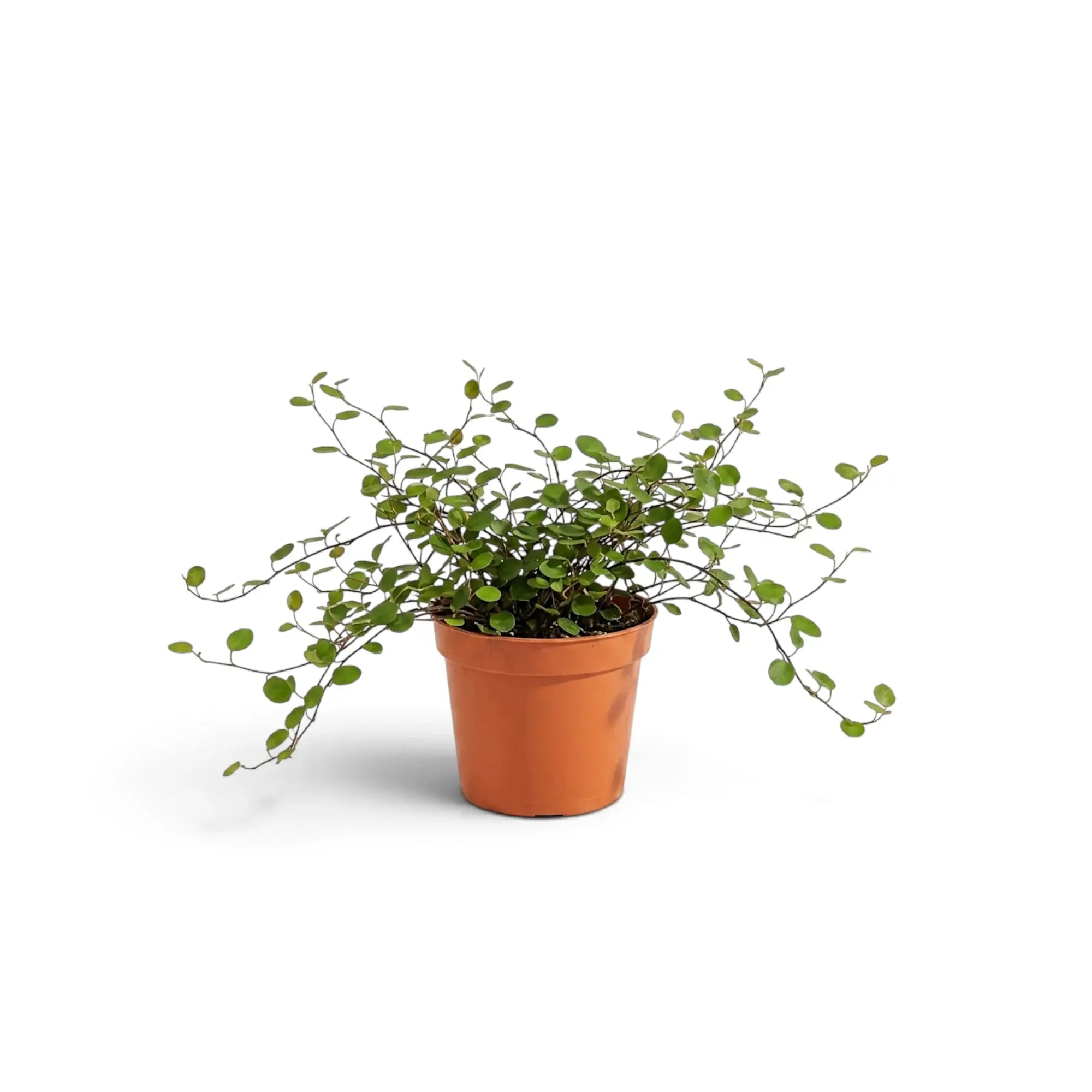 Full view of baby Muehlenbeckia complexa 'Maori' with fine wiry stems and tiny round green leaves
