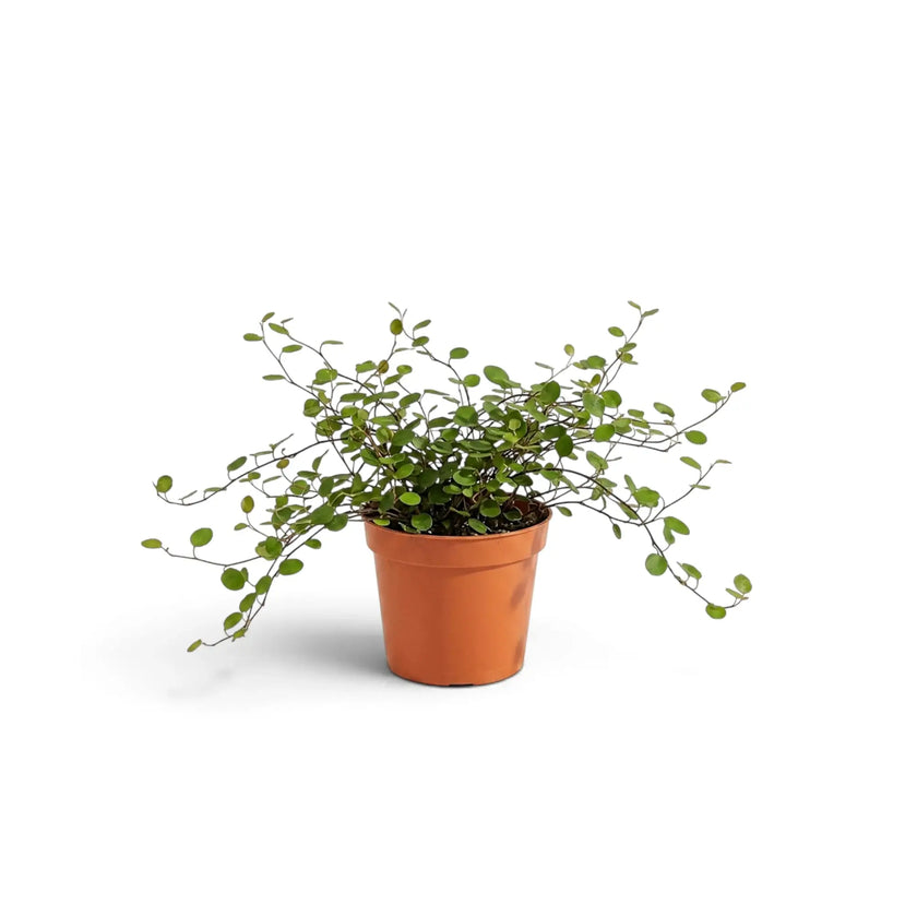 Gesamtansicht von Muehlenbeckia complexa 'Maori' als Jungpflanze mit feinen, drahtigen Trieben und winzigen runden grünen Blättern