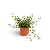 Baby Muehlenbeckia complexa 'Maori' with an airy tangle of dark stems and small glossy leaves