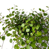 Close-up of Muehlenbeckia complexa 'Maori' with tiny round leaves on thin dark wiry stems