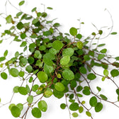 Leaf detail of Muehlenbeckia complexa 'Maori' with fine dark stems and small glossy green leaves