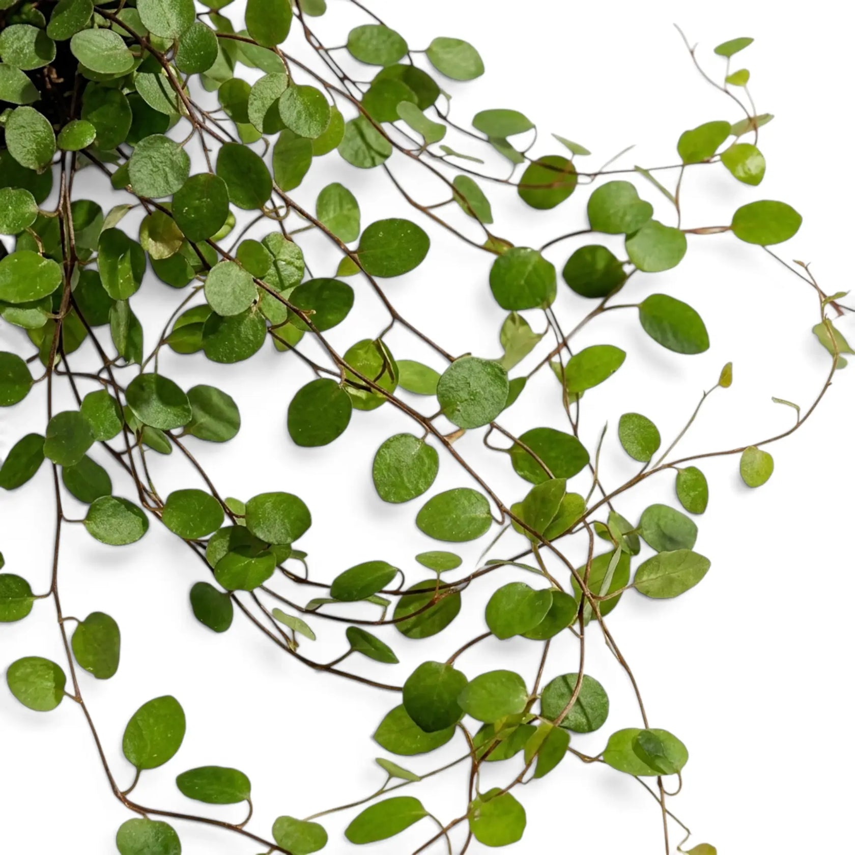 Detail of Muehlenbeckia complexa 'Maori' foliage with round green leaves spaced along slender wire-like stems