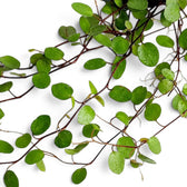 Close-up of Muehlenbeckia complexa 'Maori' with delicate green leaves on interlacing dark stems