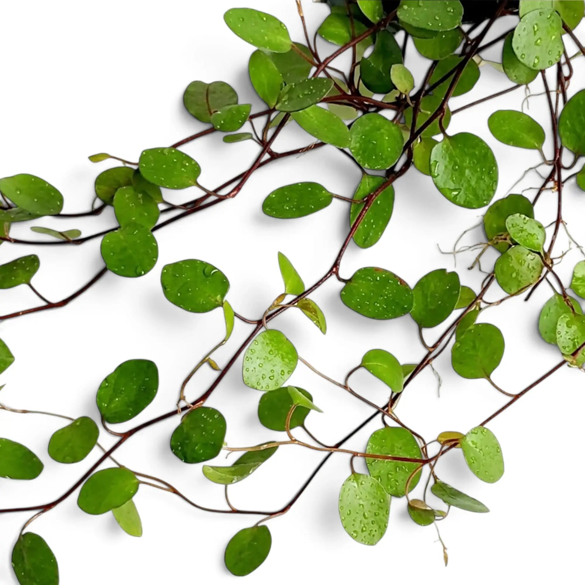 Close-up of Muehlenbeckia complexa 'Maori' with delicate green leaves on interlacing dark stems
