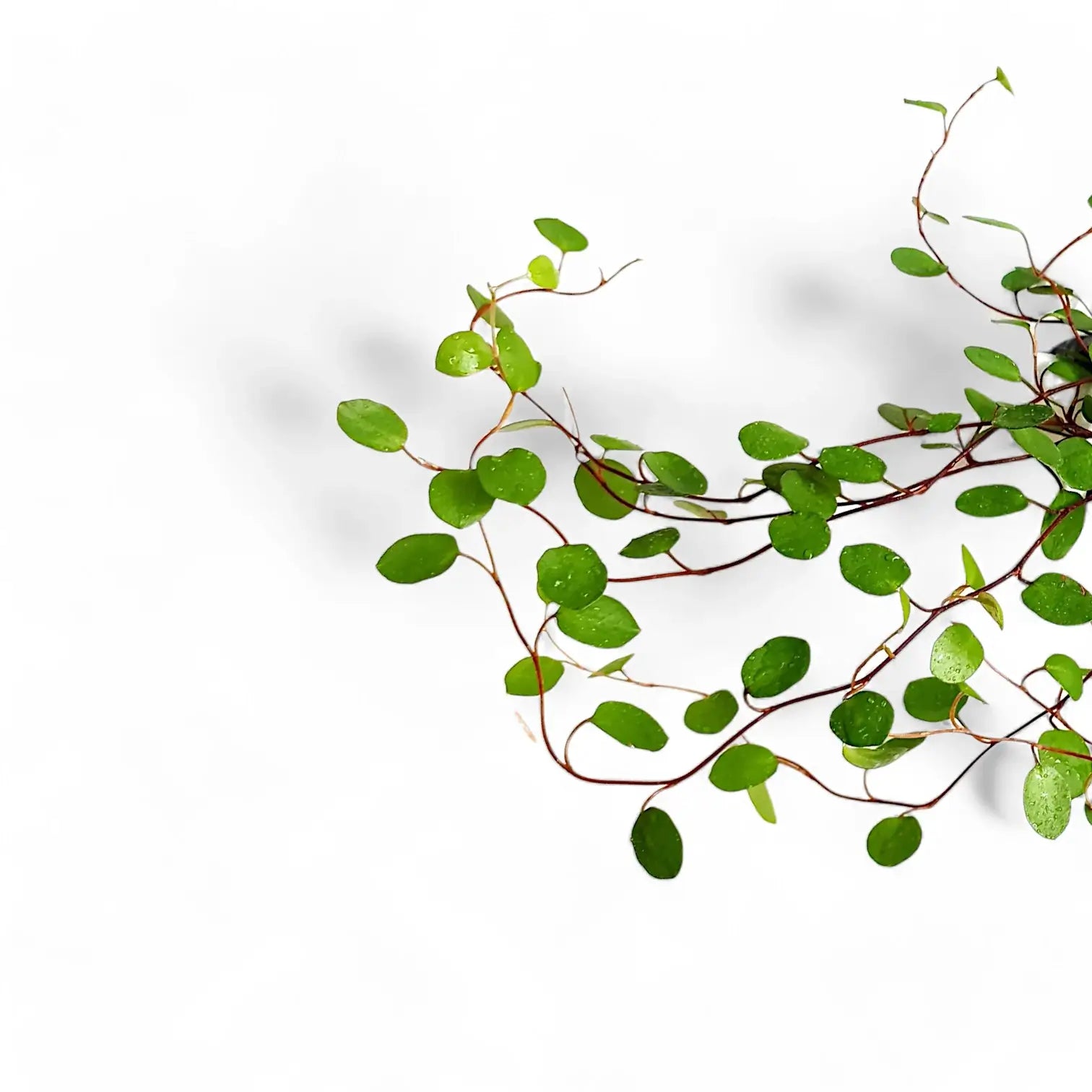 Muehlenbeckia complexa 'Maori' leaf close-up on white background.