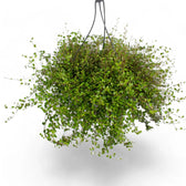 Muehlenbeckia complexa 'Maori' potted plant in nursery pot on white background.