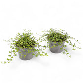 Muehlenbeckia complexa 'Maori' potted plant in nursery pot on white background.