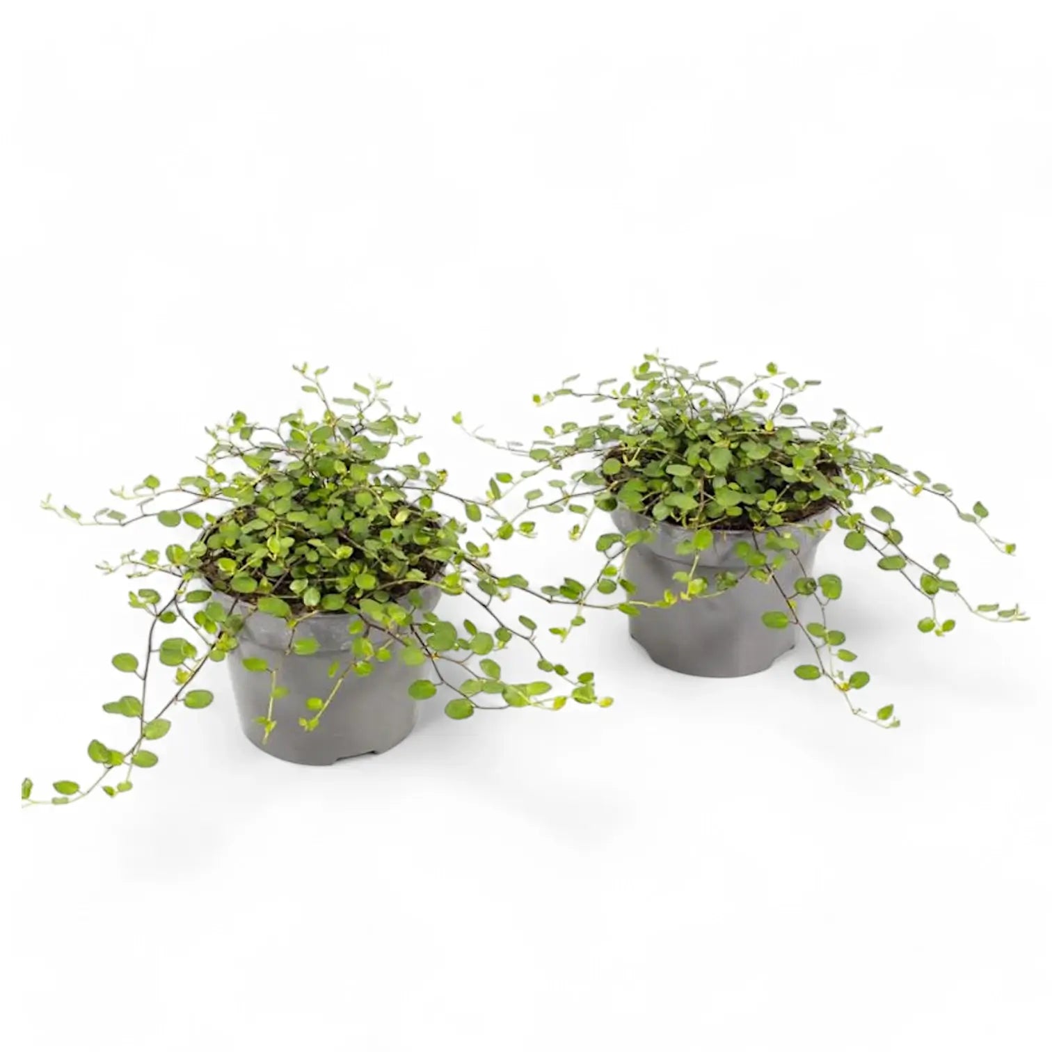 Muehlenbeckia complexa 'Maori' potted plant in nursery pot on white background.
