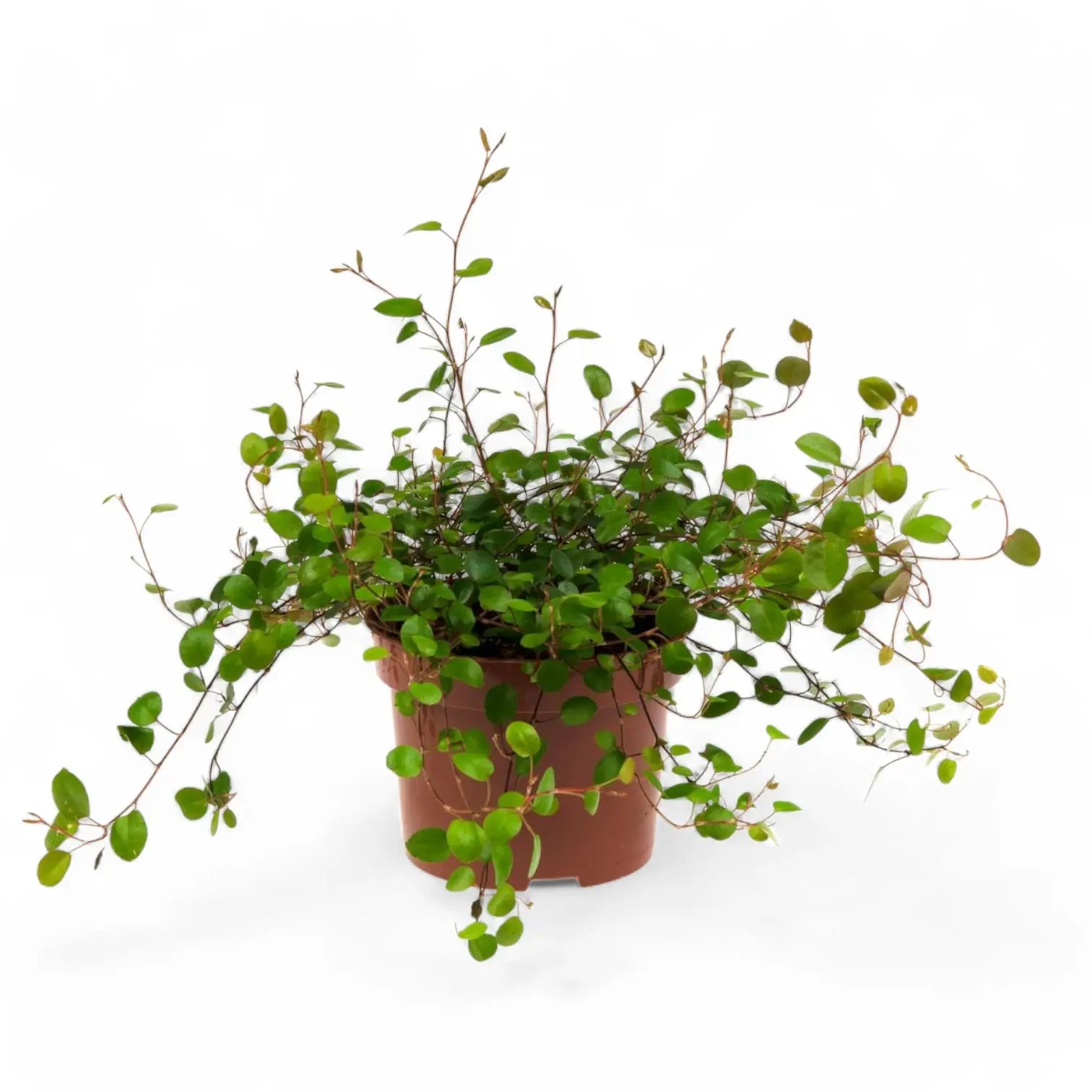 Muehlenbeckia complexa 'Maori' potted plant in nursery pot on white background.