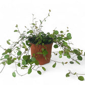 Muehlenbeckia complexa 'Maori' potted plant in nursery pot on white background.