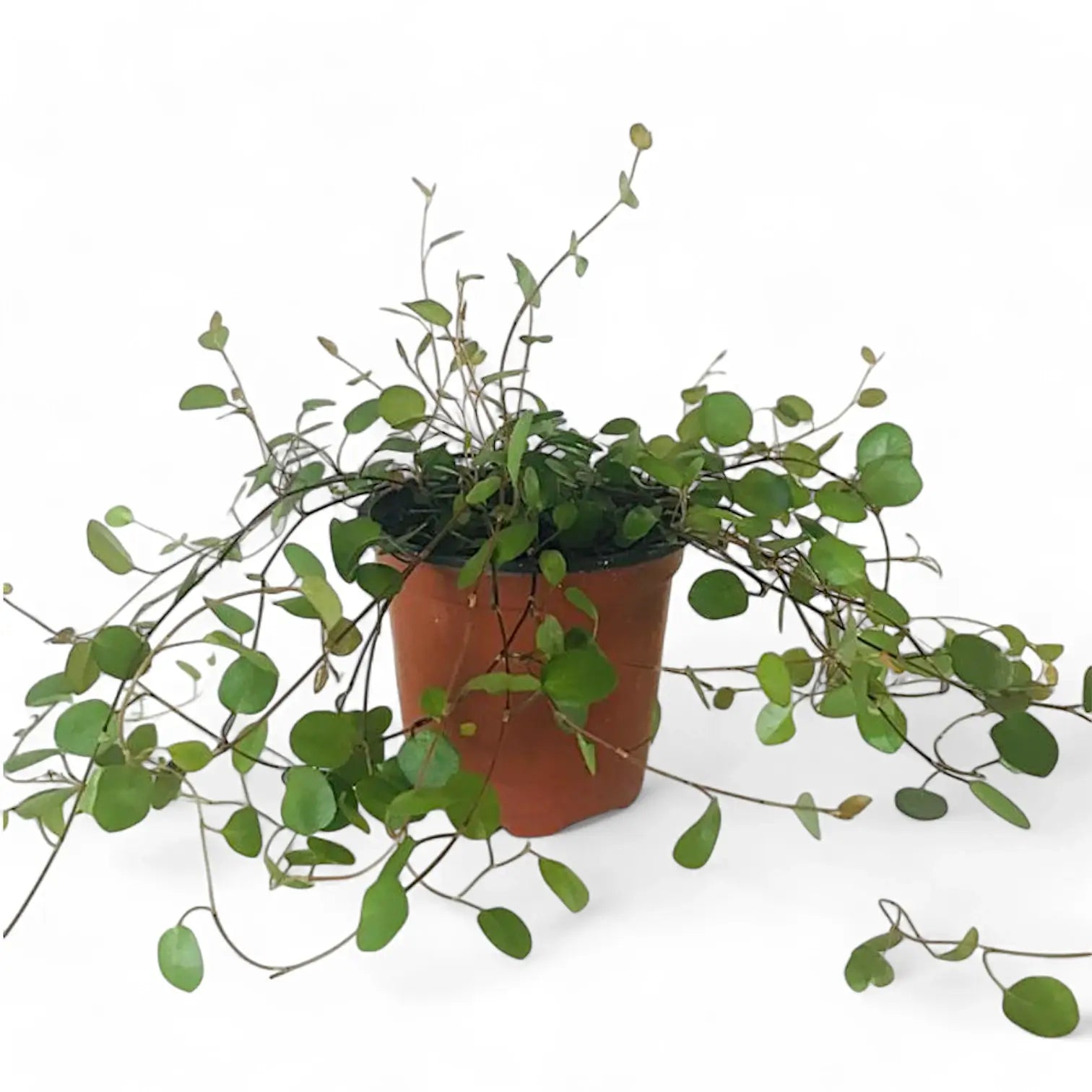 Muehlenbeckia complexa 'Maori' potted plant in nursery pot on white background.