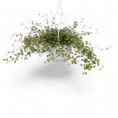 Muehlenbeckia complexa 'Maori' potted plant in nursery pot on white background.