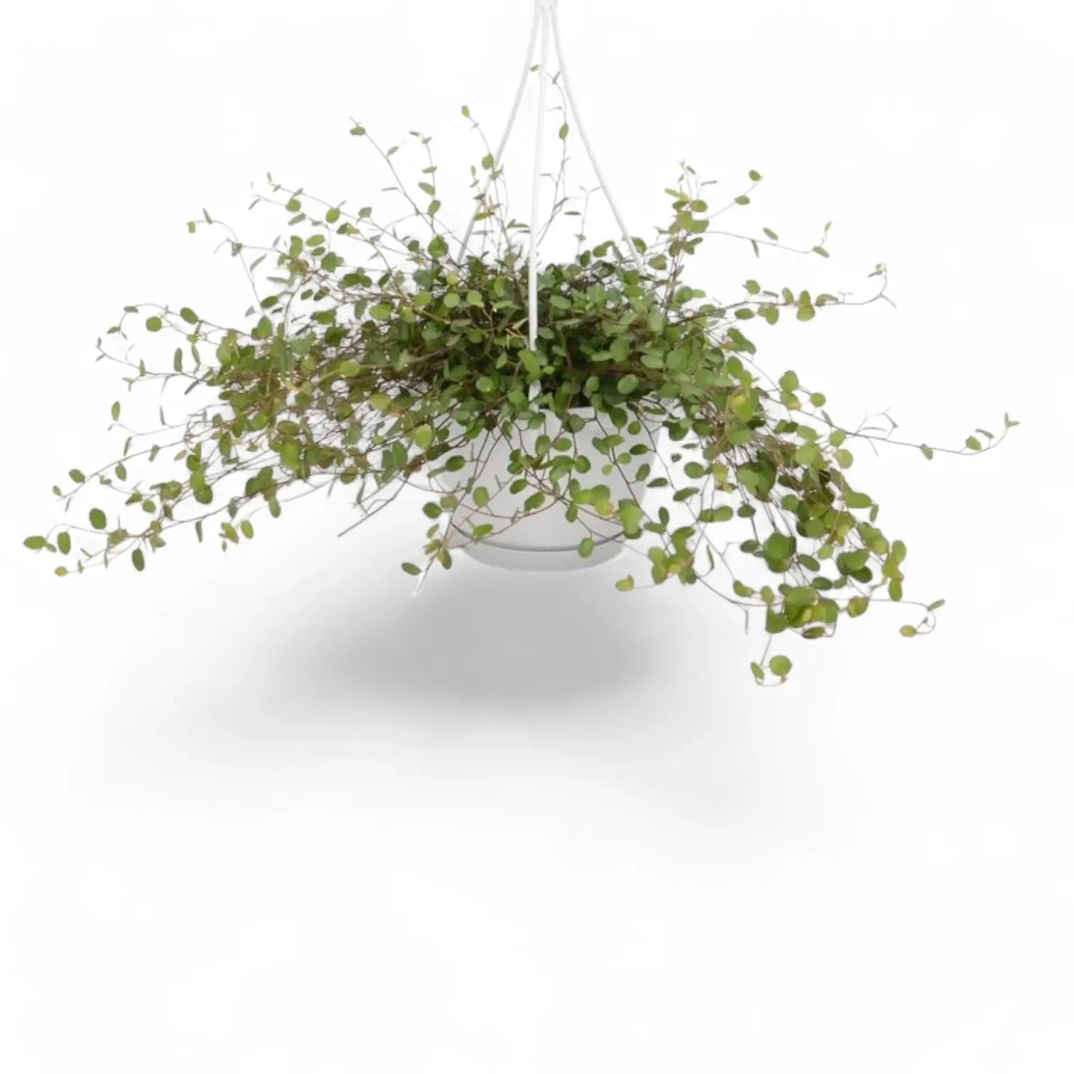 Muehlenbeckia complexa 'Maori' potted plant in nursery pot on white background.