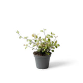 Muehlenbeckia complexa variegata 'Spotlight' potted plant in nursery pot on white background.