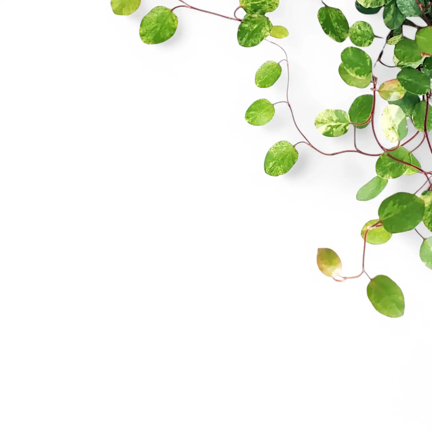 Muehlenbeckia complexa variegata 'Spotlight' potted plant in nursery pot on white background.
