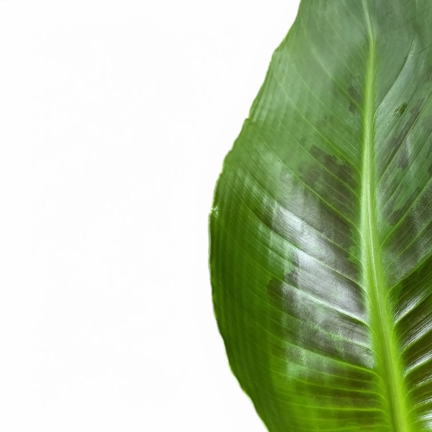 Nahaufnahme eines Blatts von Musa acuminata 'Cheeka' vor weißem Hintergrund.
