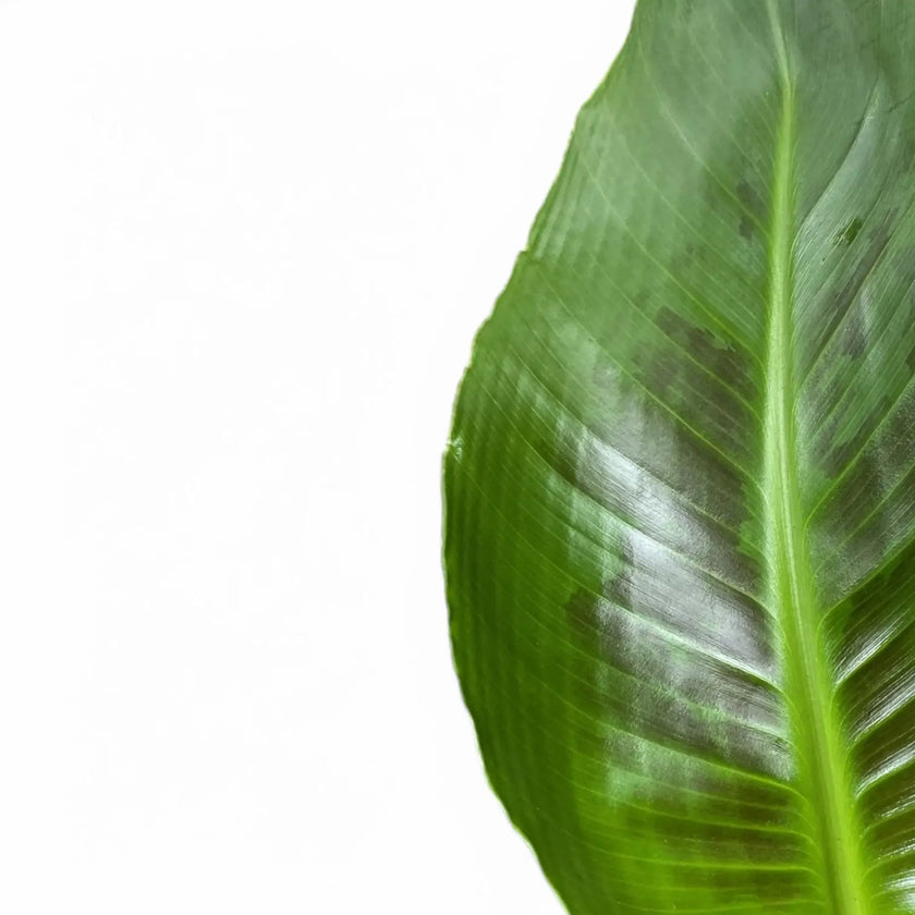 Musa acuminata 'Cheeka' leaf detail on white background.