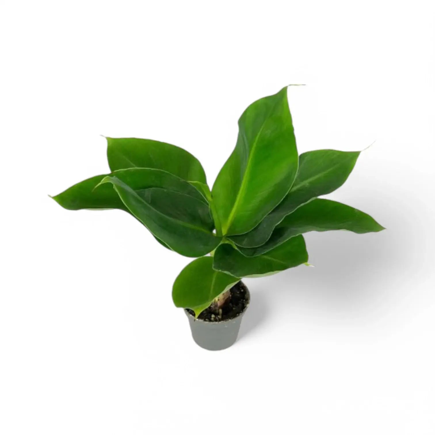 Musa acuminata 'Cheeka' – Zimmerpflanze im Kulturtopf auf weißem Hintergrund, Produktfoto 2.