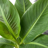 Blattdetail von Musa acuminata ‘Cheeka’ mit einem einfarbig grünen Blatt und feinen parallelen Blattadern