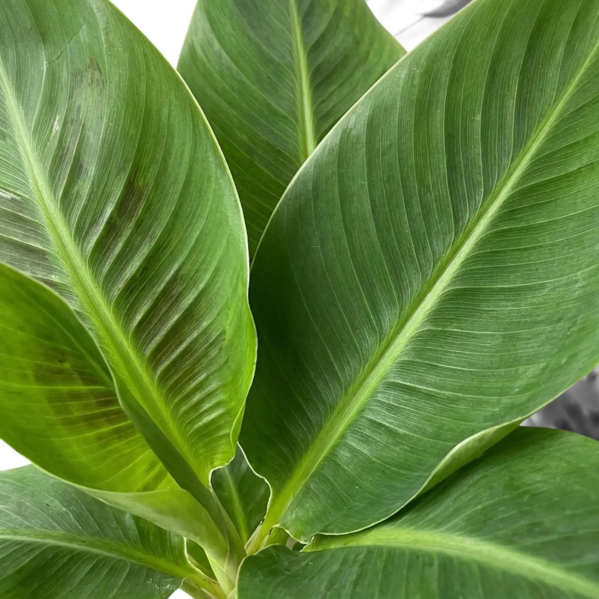 Blattdetail von Musa acuminata ‘Cheeka’ mit einem einfarbig grünen Blatt und feinen parallelen Blattadern