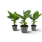Musa acuminata ‘Cheeka’ im Topf mit dichtem einfarbig grünem Laub über einem kurzen Mitteltrieb