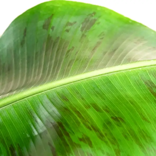 Nahaufnahme eines Blatts von Musa acuminata 'Dwarf Cavendish' vor weißem Hintergrund.