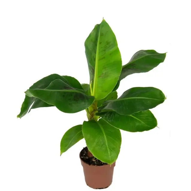 Musa acuminata 'Dwarf Cavendish' – Zimmerpflanze im Kulturtopf auf weißem Hintergrund, Produktfoto 3.