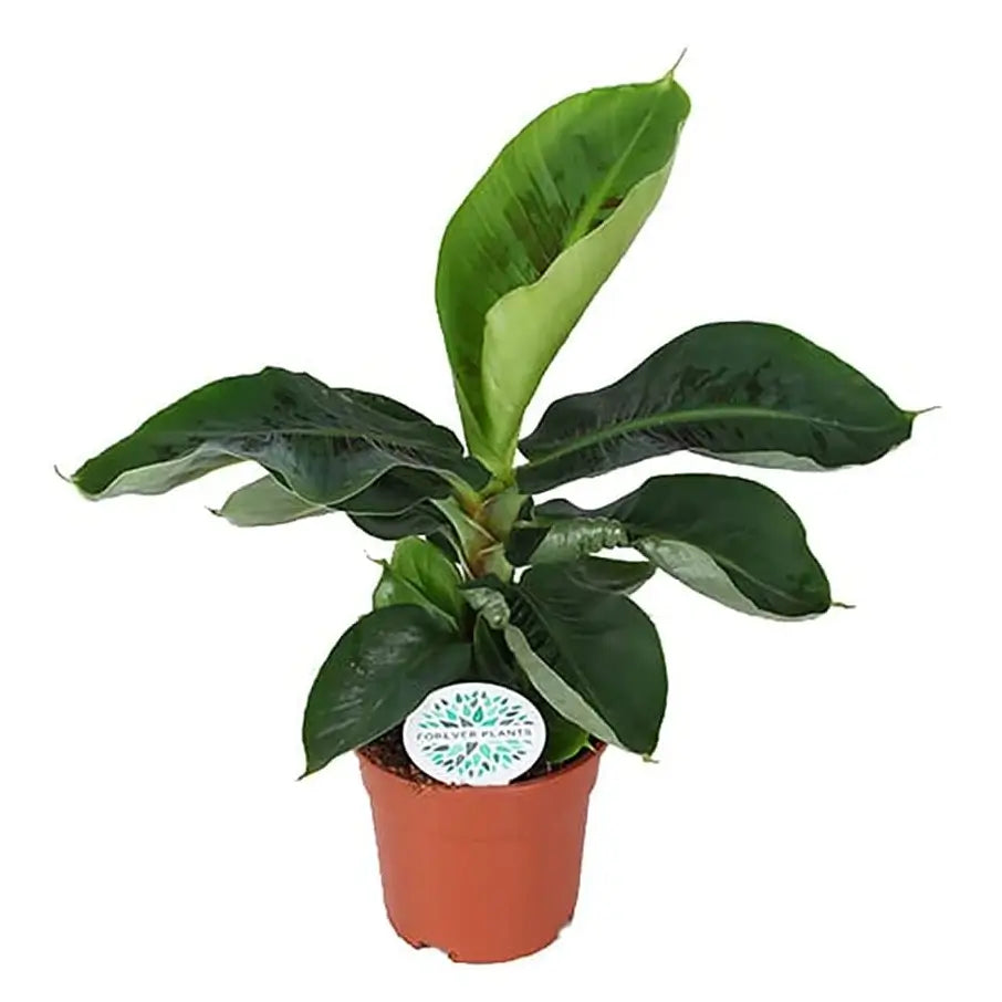 Musa acuminata 'Dwarf Cavendish' potted plant in nursery pot on white background.