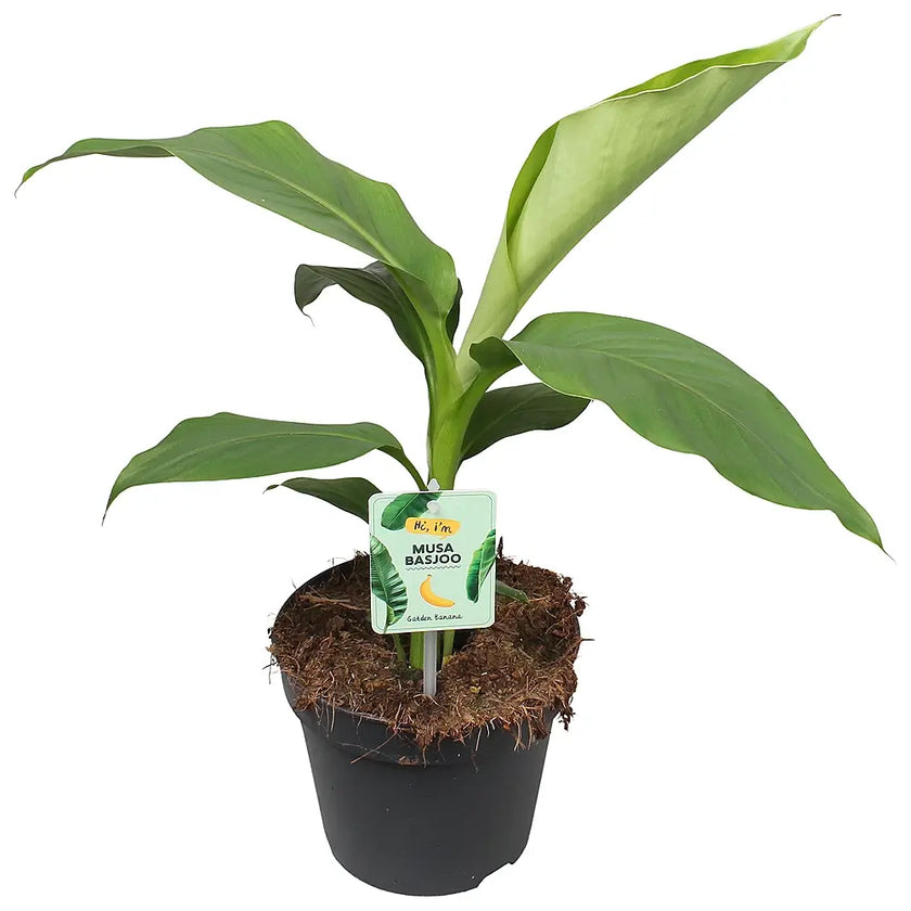 Musa basjoo potted plant in nursery pot on white background.