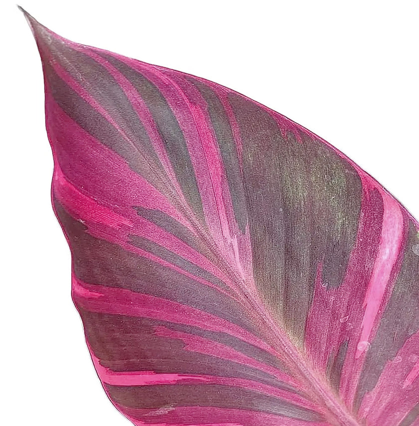 Musa 'Nono' aka 'Hot Pink Banana' close-up of leaf on white background.