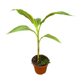 Musa 'Siam Ruby' potted plant in nursery pot on white background.