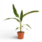 Musa × paradisiaca 'Ae Ae' potted plant in nursery pot on white background.