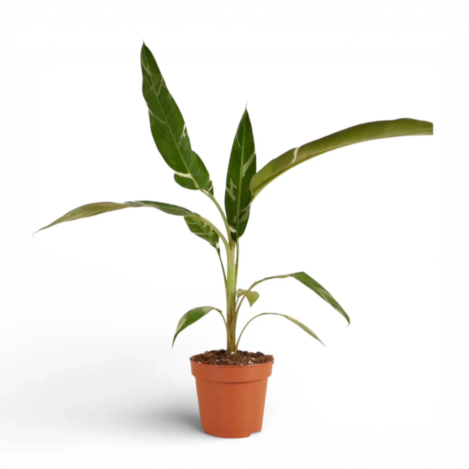 Musa × paradisiaca 'Ae Ae' potted plant in nursery pot on white background.