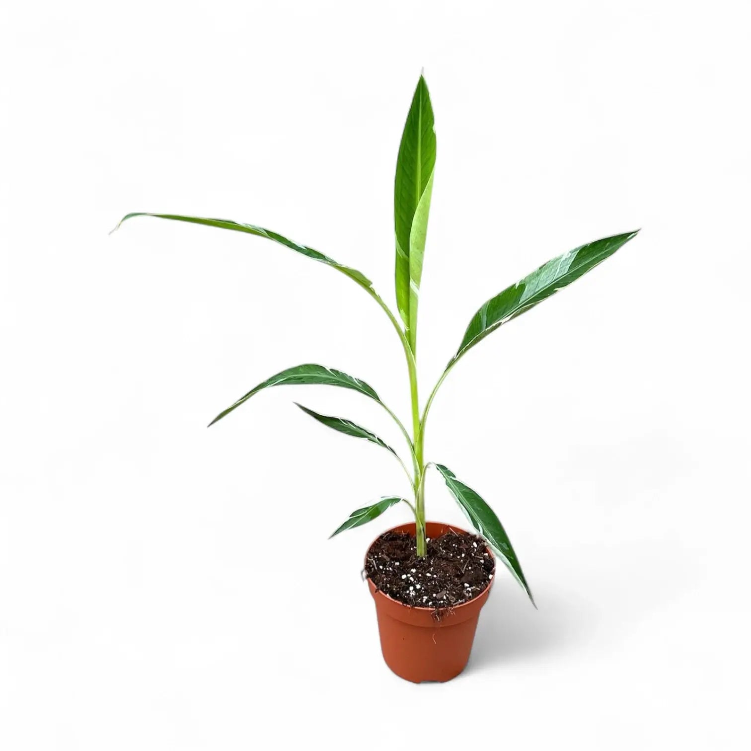 Musa × paradisiaca 'Ae Ae' potted plant in nursery pot on white background.