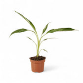 Musa × paradisiaca 'Ae Ae' potted plant in nursery pot on white background.