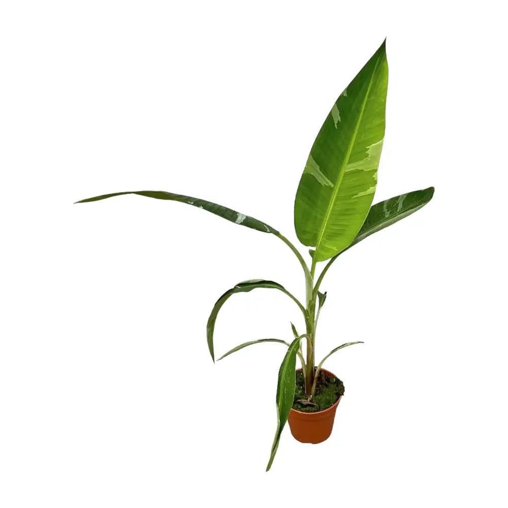 Musa × paradisiaca 'Ae Ae' potted plant in nursery pot on white background.