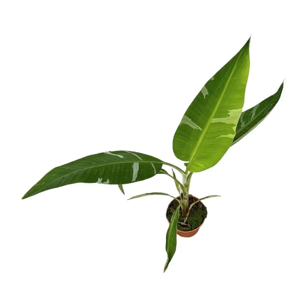 Musa × paradisiaca 'Ae Ae' potted plant in nursery pot on white background.