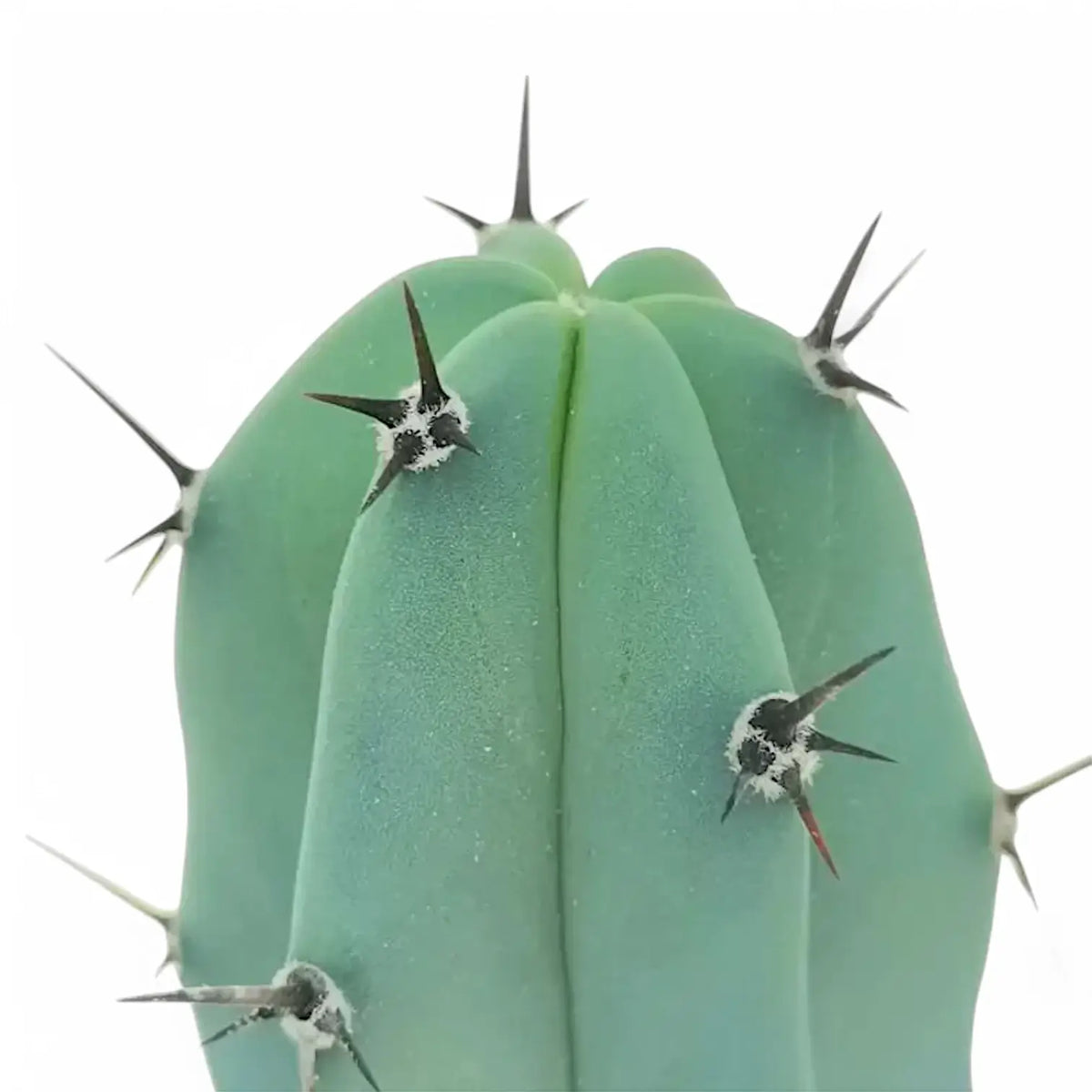 Myrtillocactus geometrizans