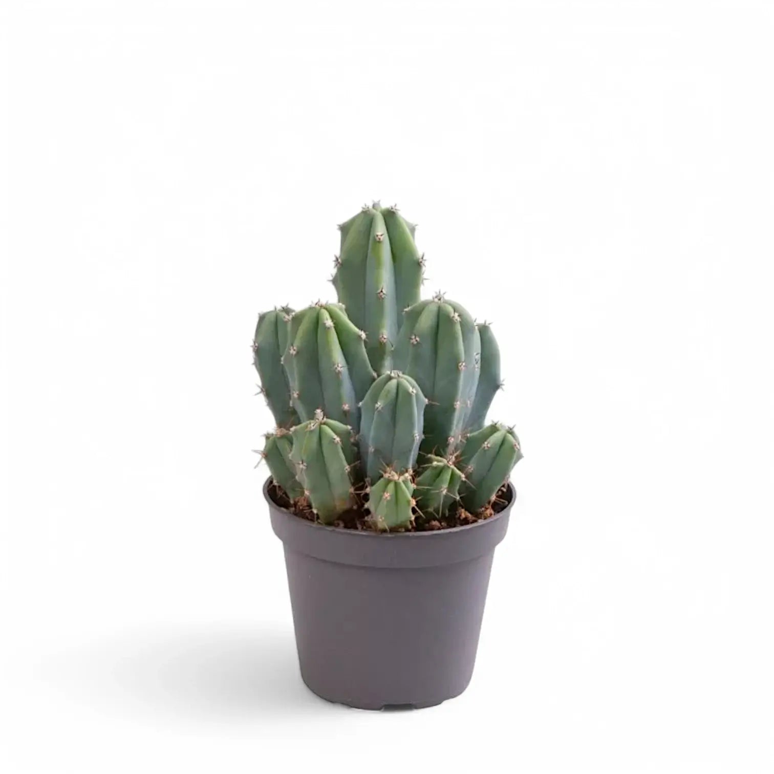 Myrtillocactus geometrizans potted plant in nursery pot on white background.