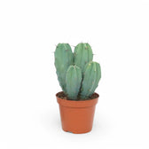 Myrtillocactus geometrizans potted plant in nursery pot on white background.