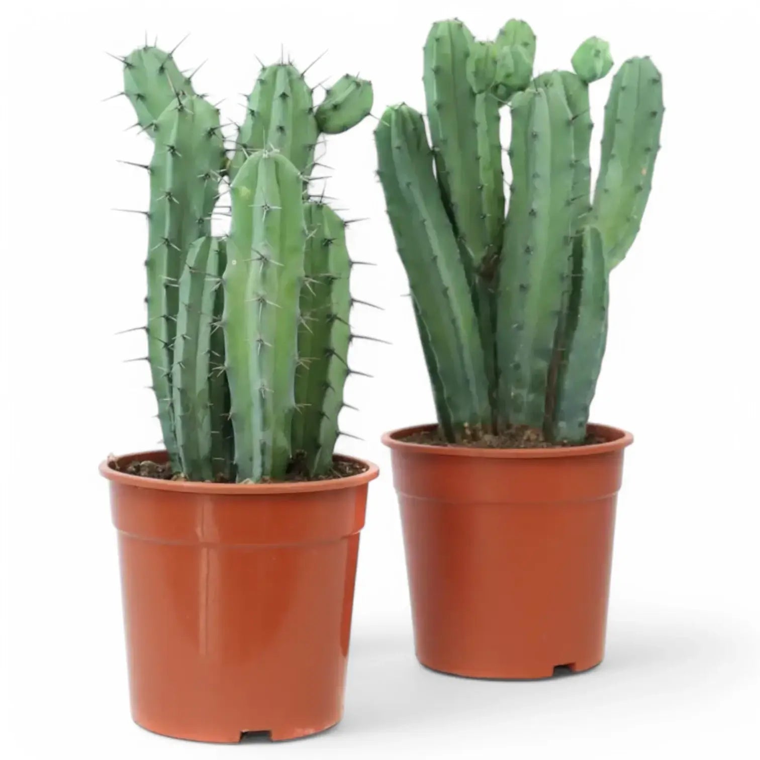Myrtillocactus geometrizans potted plant in nursery pot on white background.