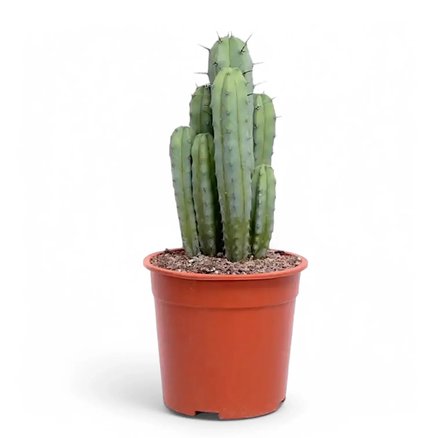 Myrtillocactus geometrizans potted plant in nursery pot on white background.