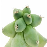 Myrtillocactus geometrizans cv. Fukurokuryuzinboku – Blattdetail vor weißem Hintergrund..