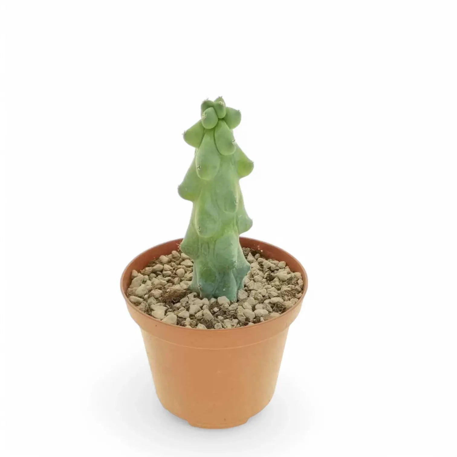 Myrtillocactus geometrizans cv. Fukurokuryuzinboku Zimmerpflanze im Anzuchttopf vor weißem Hintergrund, Produktfoto 2.
