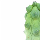 Myrtillocactus geometrizans cv. Fukurokuryuzinboku Zimmerpflanze im Anzuchttopf vor weißem Hintergrund, Produktfoto 4.