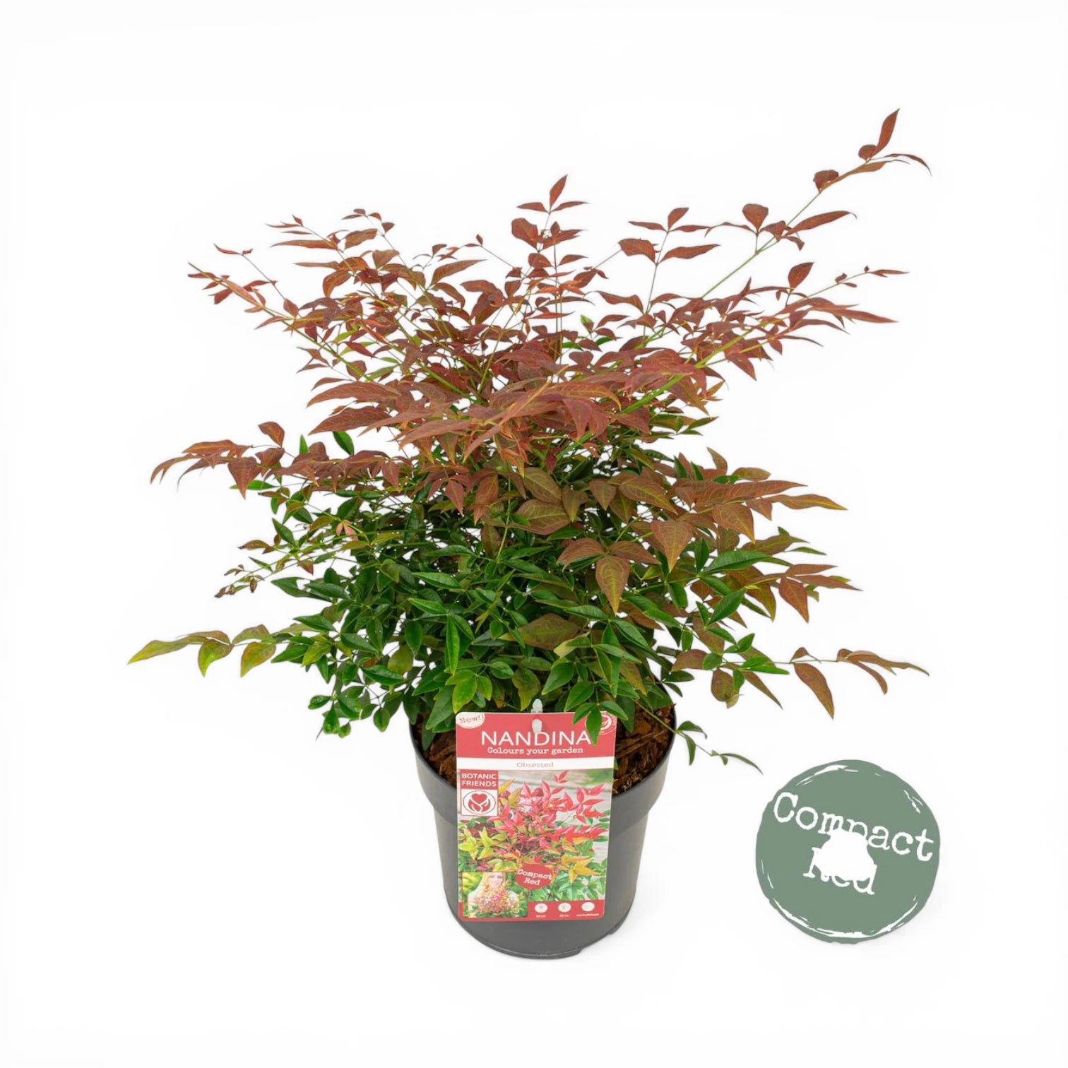 Nandina domestica 'Obsessed' – Detailaufnahme.