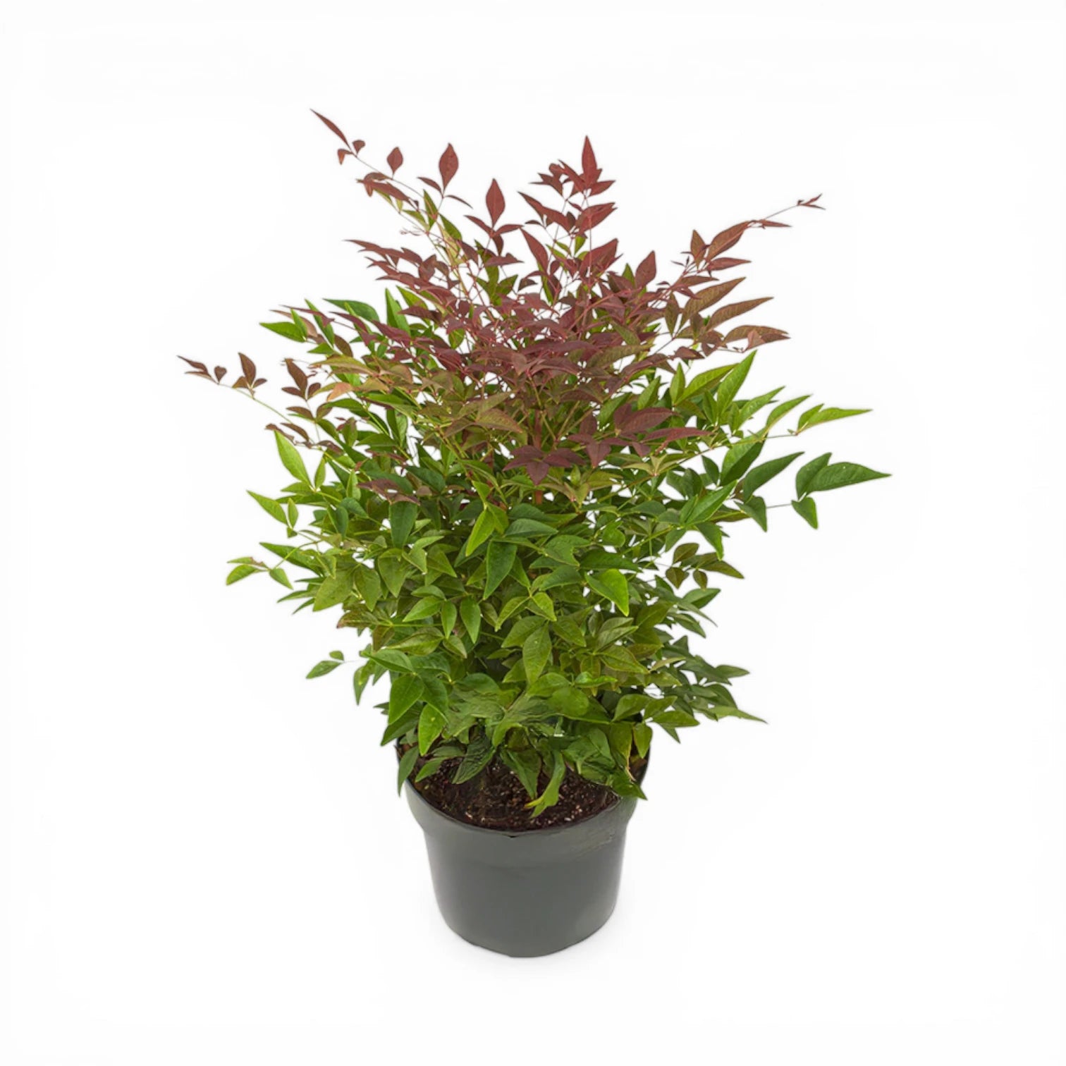 Nandina domestica 'Obsessed' – Detailaufnahme.
