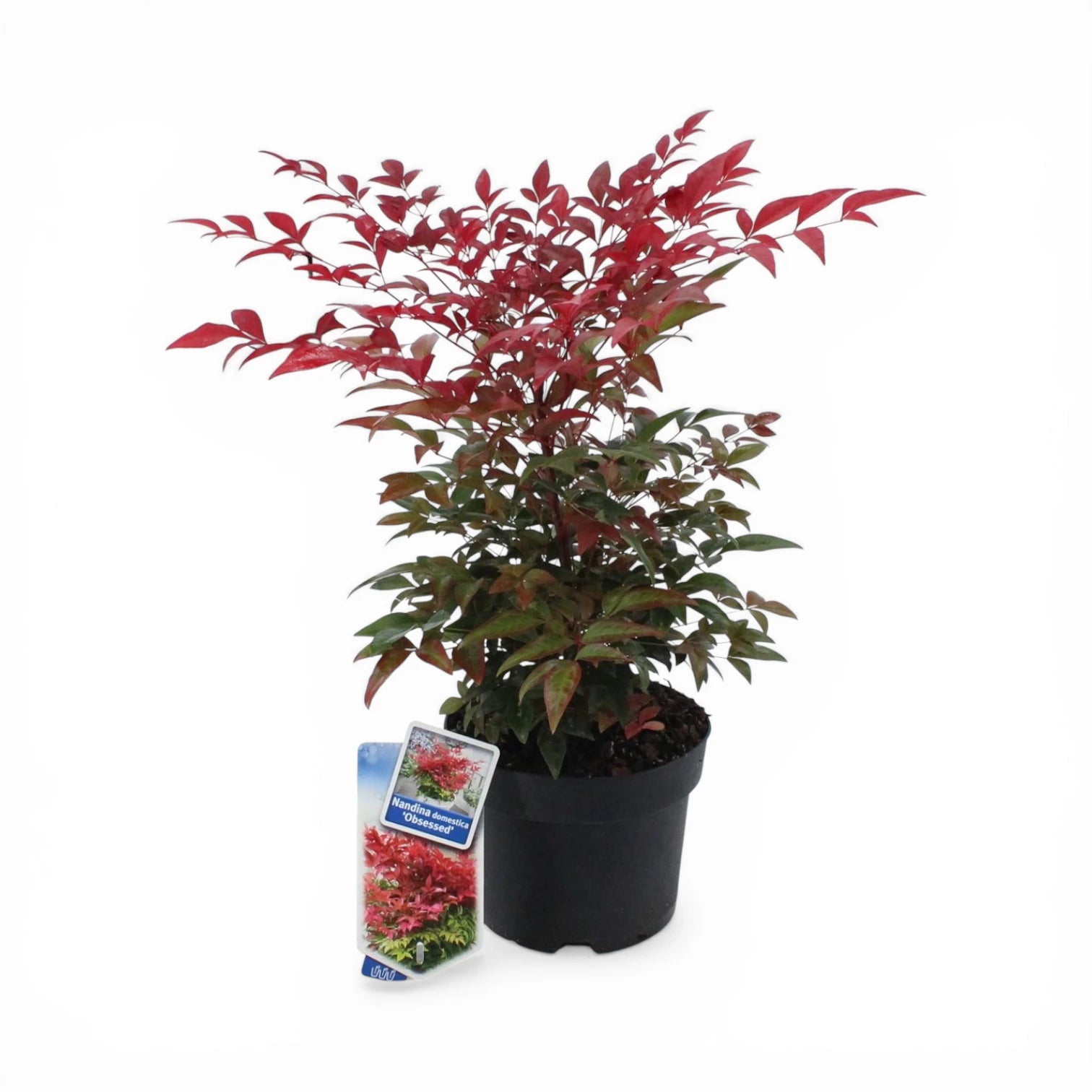 Nandina domestica 'Obsessed' – Nahaufnahme.