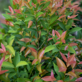 Nandina domestica 'Obsessed' – Nahaufnahme.