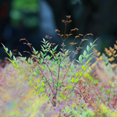 Nandina domestica 'Obsessed' – Detailaufnahme.